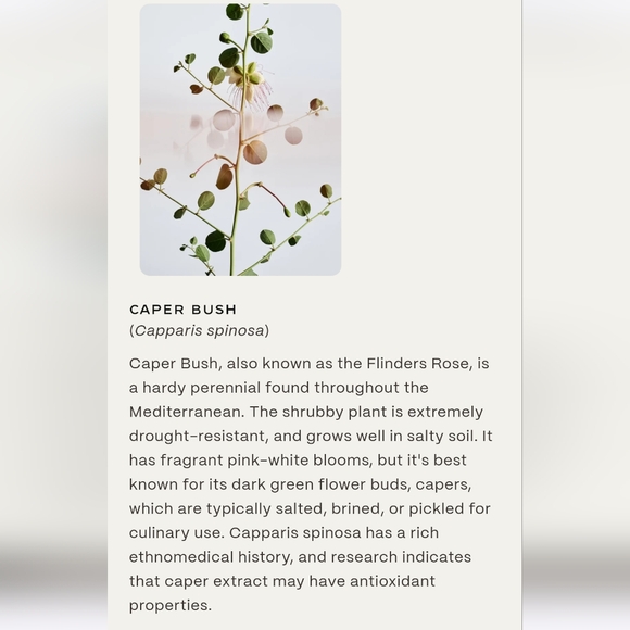 NIB TWENTYNINE PALMS Rock Rose Clay Mask $95 Natural Beauty Skincare - Picture 6 of 7